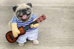 musical puppy