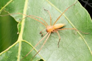 Yellow Sac Spider