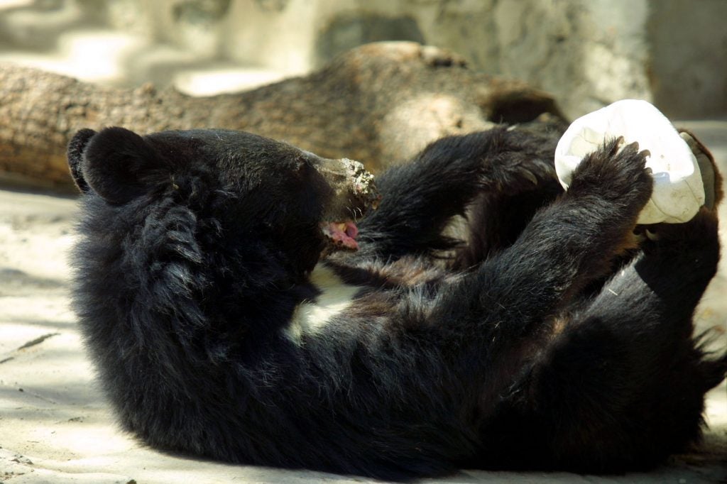 the-north-carolina-zoo-is-reopening